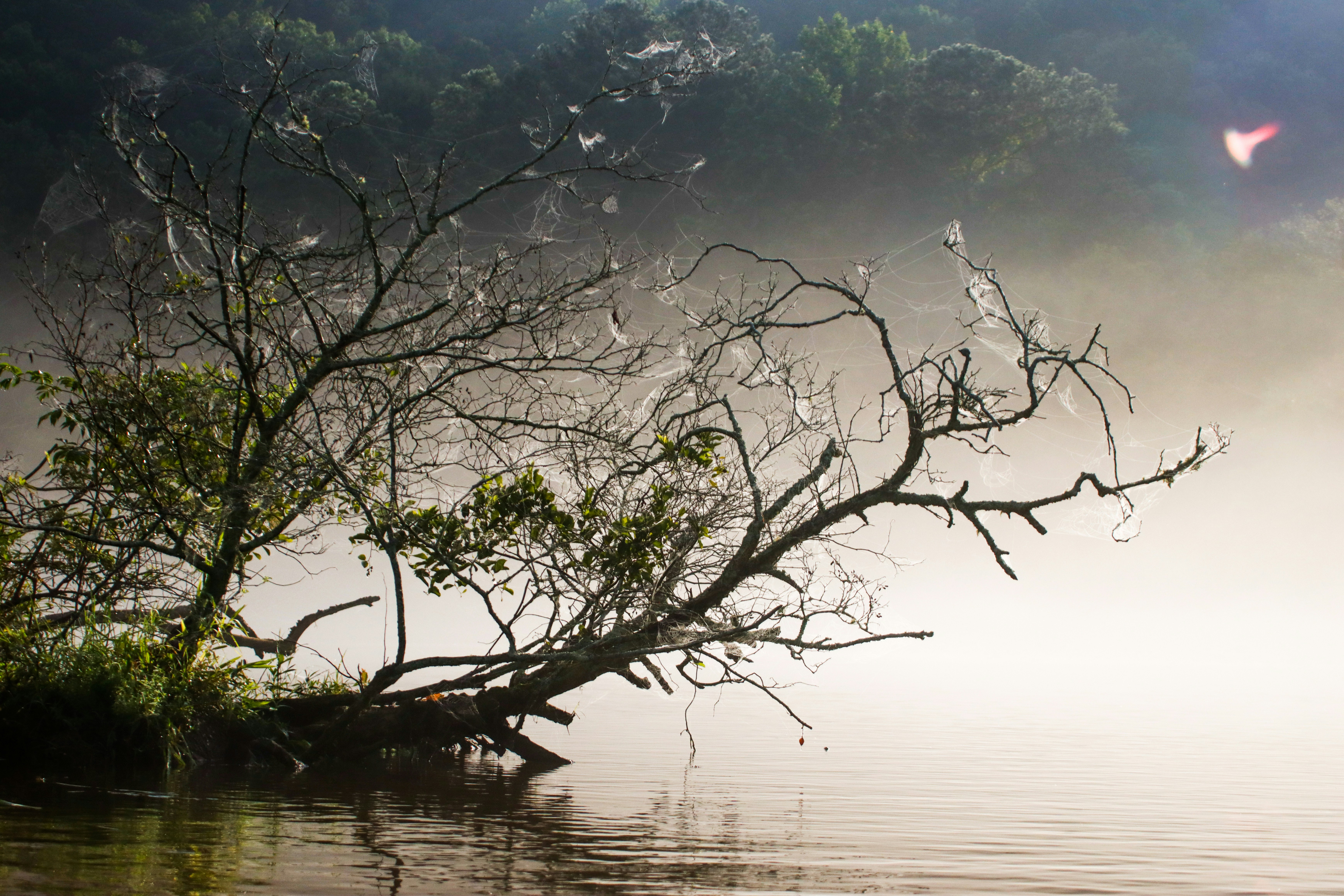 Photo by alla_kemelmakher