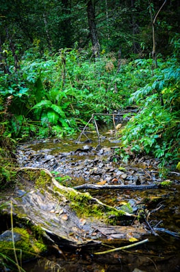 A serene nature scene blending earth tones with a hint of technology in the background.