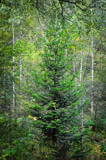 A dense forest scene featuring a central, vibrant green evergreen tree surrounded by various deciduous trees and foliage. The environment appears lush and verdant, with sunlight filtering through the leafy canopy above, creating a serene and tranquil woodland atmosphere.