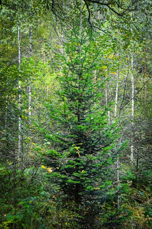 A dense forest scene featuring a central, vibrant green evergreen tree surrounded by various deciduous trees and foliage. The environment appears lush and verdant, with sunlight filtering through the leafy canopy above, creating a serene and tranquil woodland atmosphere.