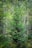 A dense forest scene featuring a central, vibrant green evergreen tree surrounded by various deciduous trees and foliage. The environment appears lush and verdant, with sunlight filtering through the leafy canopy above, creating a serene and tranquil woodland atmosphere.