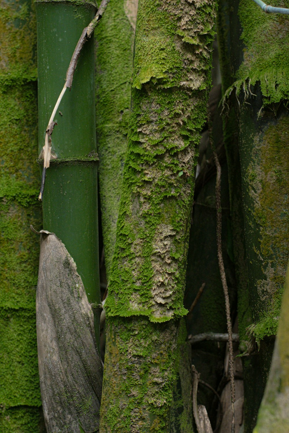 a tree with moss growing on it's trunk