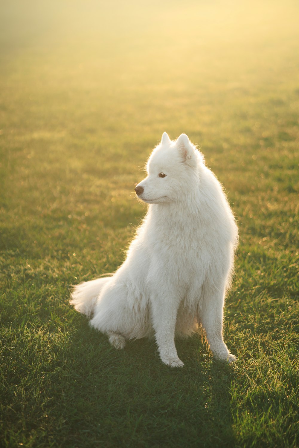 a white dog sitting on top of a lush green field