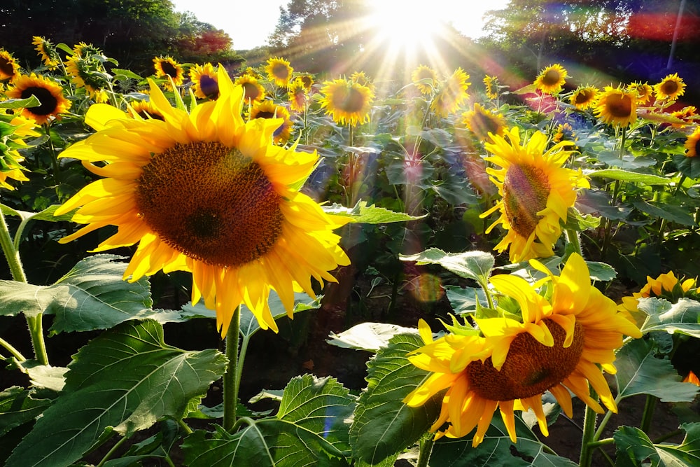 a field of sunflowers with the sun shining in the background