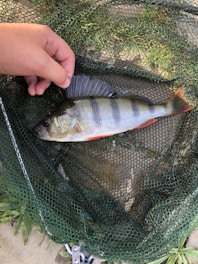 A hand is gently holding the fin of a freshly caught fish lying on a green fishing net. The fish has distinctive dark vertical stripes and reddish fins.
