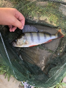 A hand is gently holding the fin of a freshly caught fish lying on a green fishing net. The fish has distinctive dark vertical stripes and reddish fins.