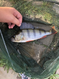 A hand is gently holding the fin of a freshly caught fish lying on a green fishing net. The fish has distinctive dark vertical stripes and reddish fins.