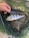 A hand is gently holding the fin of a freshly caught fish lying on a green fishing net. The fish has distinctive dark vertical stripes and reddish fins.