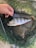 A hand is gently holding the fin of a freshly caught fish lying on a green fishing net. The fish has distinctive dark vertical stripes and reddish fins.