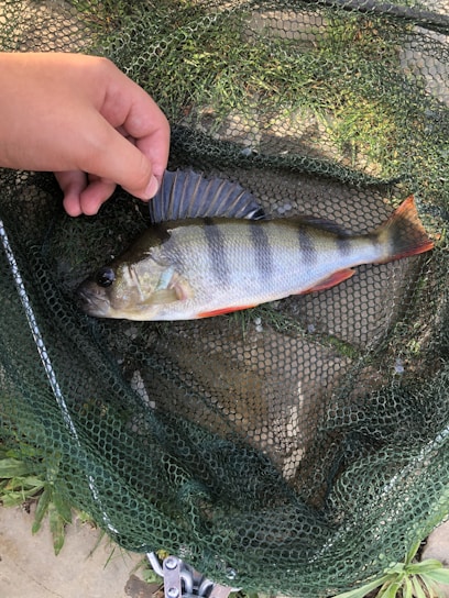A hand is gently holding the fin of a freshly caught fish lying on a green fishing net. The fish has distinctive dark vertical stripes and reddish fins.