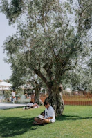A peaceful outdoor scene with students reading under a large tree on campus.