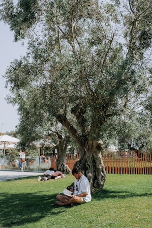 A peaceful outdoor scene with a person reading a book under a large tree, surrounded by nature.