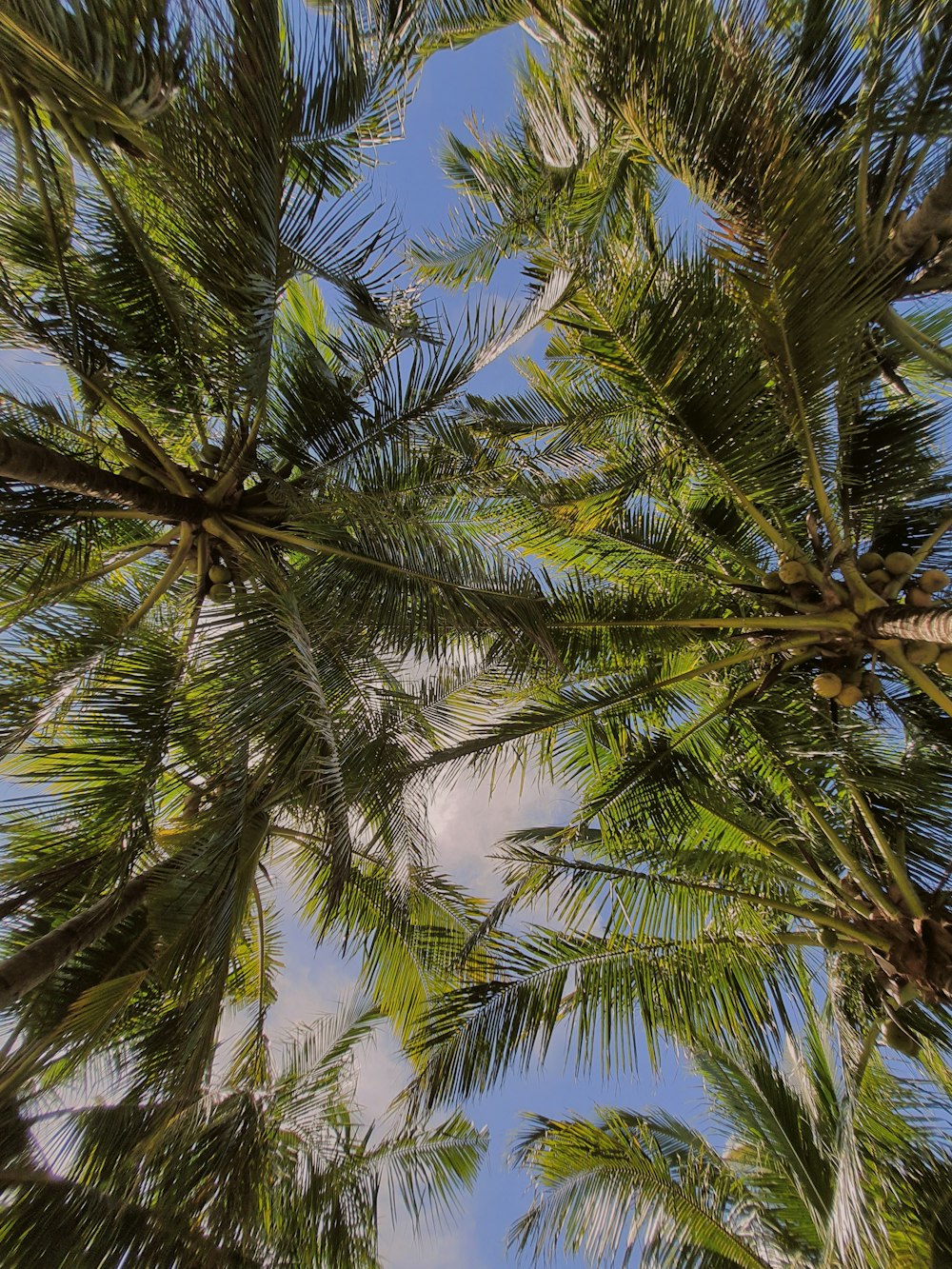 looking up at the tops of palm trees