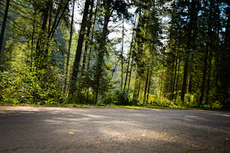 A serene natural landscape with gentle sunlight filtering through tall trees, inviting calm and reflection