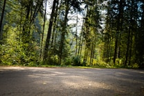 A serene forest scene with tall trees and lush green foliage, sunlight filters through the canopy casting dappled light on a paved pathway. The environment suggests a peaceful, natural setting, perfect for a quiet walk or a moment of reflection.