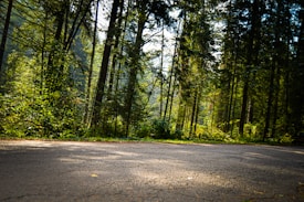 A serene forest scene with tall trees and lush green foliage, sunlight filters through the canopy casting dappled light on a paved pathway. The environment suggests a peaceful, natural setting, perfect for a quiet walk or a moment of reflection.
