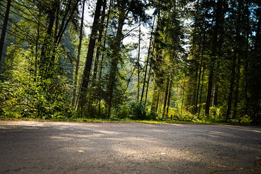A serene forest scene with tall trees and lush green foliage, sunlight filters through the canopy casting dappled light on a paved pathway. The environment suggests a peaceful, natural setting, perfect for a quiet walk or a moment of reflection.