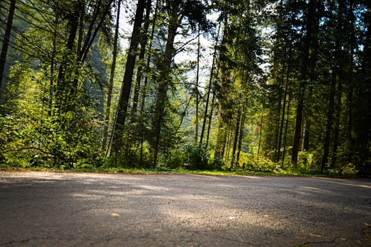 A serene forest scene with tall trees and lush green foliage, sunlight filters through the canopy casting dappled light on a paved pathway. The environment suggests a peaceful, natural setting, perfect for a quiet walk or a moment of reflection.