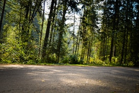 A serene forest scene with tall trees and lush green foliage, sunlight filters through the canopy casting dappled light on a paved pathway. The environment suggests a peaceful, natural setting, perfect for a quiet walk or a moment of reflection.