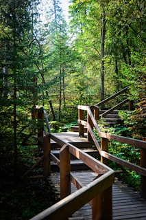 A wooden walkway winds through a dense forest. Tall trees with lush green foliage surround the path, allowing dappled sunlight to filter through. The scene suggests a peaceful and natural environment.