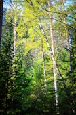 Tall trees with slender trunks and vibrant green foliage form a dense forest canopy. Sunlight filters through the leaves, creating dappled patterns of light and shadow on the forest floor. The scene is filled with lush greenery, suggesting a verdant and thriving ecosystem.