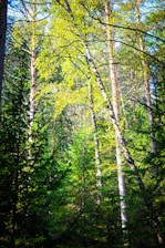 Tall trees with slender trunks and vibrant green foliage form a dense forest canopy. Sunlight filters through the leaves, creating dappled patterns of light and shadow on the forest floor. The scene is filled with lush greenery, suggesting a verdant and thriving ecosystem.