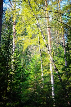 Tall trees with slender trunks and vibrant green foliage form a dense forest canopy. Sunlight filters through the leaves, creating dappled patterns of light and shadow on the forest floor. The scene is filled with lush greenery, suggesting a verdant and thriving ecosystem.