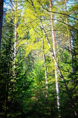 Tall trees with slender trunks and vibrant green foliage form a dense forest canopy. Sunlight filters through the leaves, creating dappled patterns of light and shadow on the forest floor. The scene is filled with lush greenery, suggesting a verdant and thriving ecosystem.