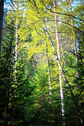 Tall trees with slender trunks and vibrant green foliage form a dense forest canopy. Sunlight filters through the leaves, creating dappled patterns of light and shadow on the forest floor. The scene is filled with lush greenery, suggesting a verdant and thriving ecosystem.