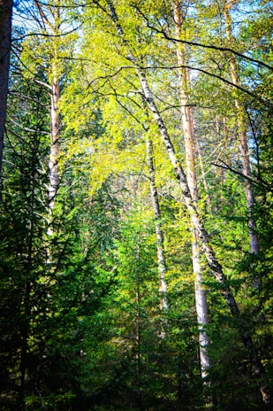 Tall trees with slender trunks and vibrant green foliage form a dense forest canopy. Sunlight filters through the leaves, creating dappled patterns of light and shadow on the forest floor. The scene is filled with lush greenery, suggesting a verdant and thriving ecosystem.