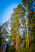 A group of members planting native trees on a sunny North Florida morning.