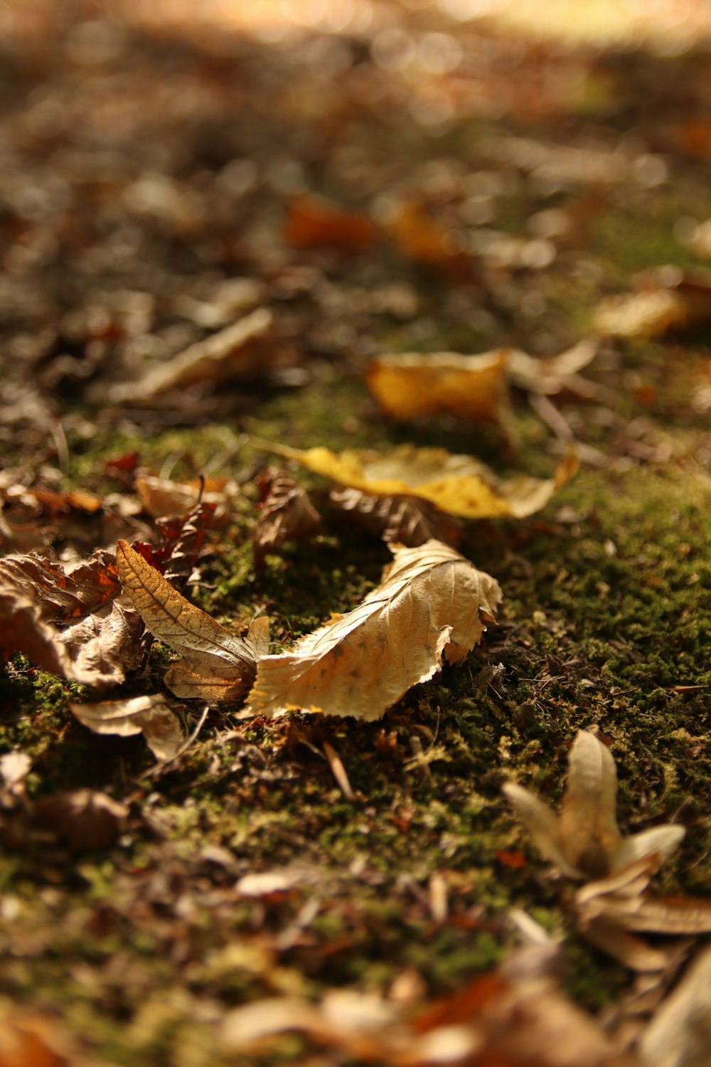 un gros plan de feuilles sur le sol