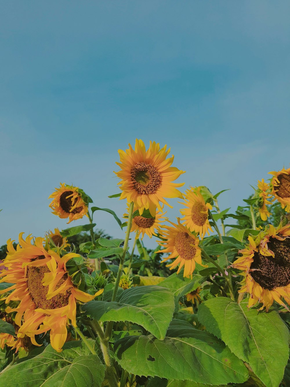 a field of sunflowers with a blue sky in the background