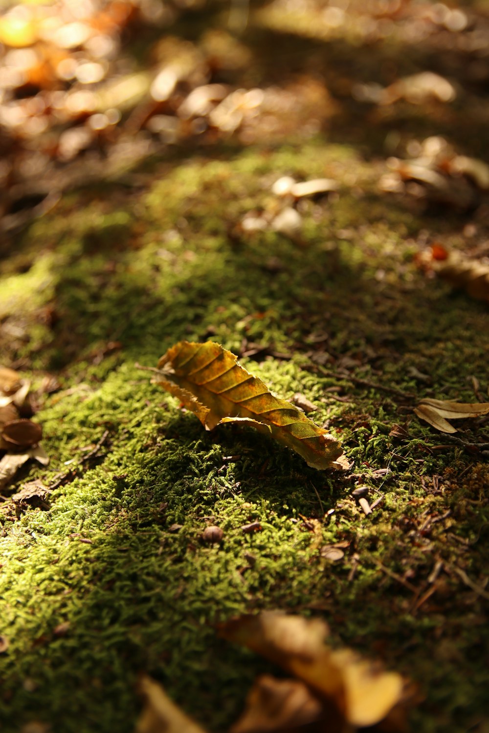 a leaf laying on a moss covered ground