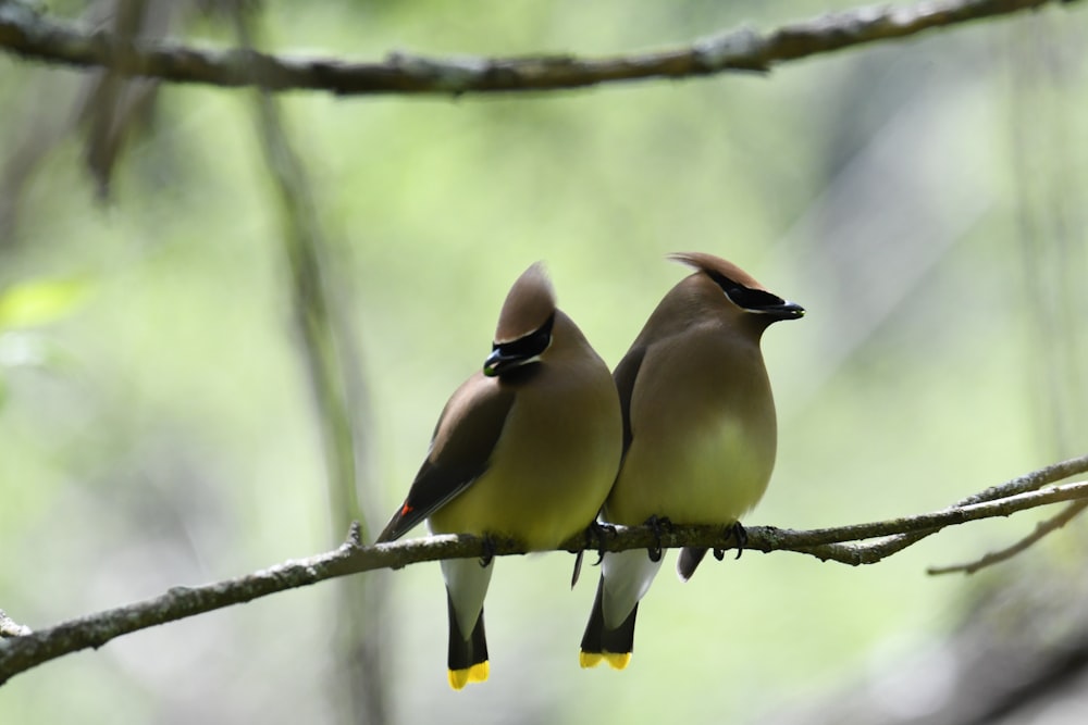 two small birds perched on a tree branch