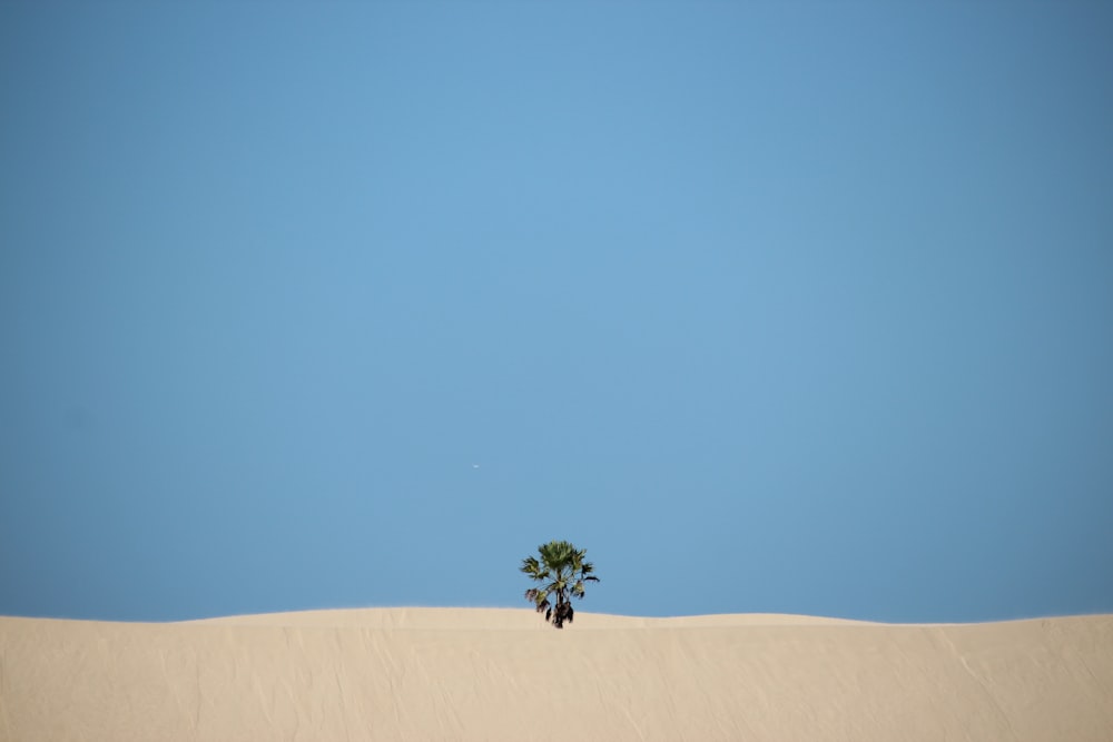 a lone tree in the middle of a desert