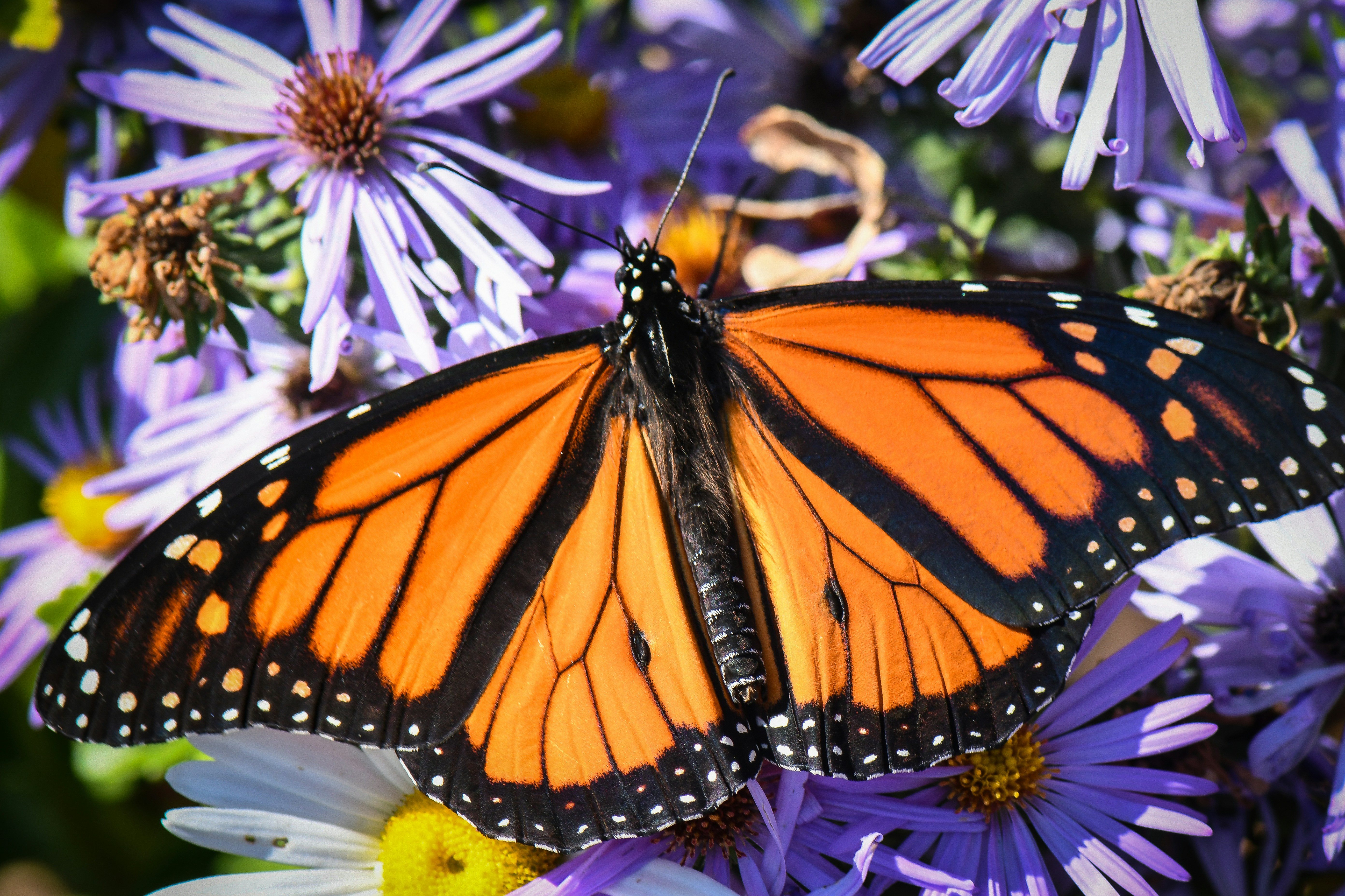 A beautiful monarch butterfly on a flower. photo by: Rodolfo Mari