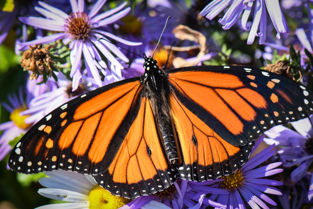 a close up of a butterfly on a flower