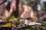 A close-up of a red-capped mushroom with white spots, growing amidst a mossy forest floor. The background is blurred, suggesting a lush forest environment. Fallen leaves and twigs surround the mushroom, adding to the natural scene.