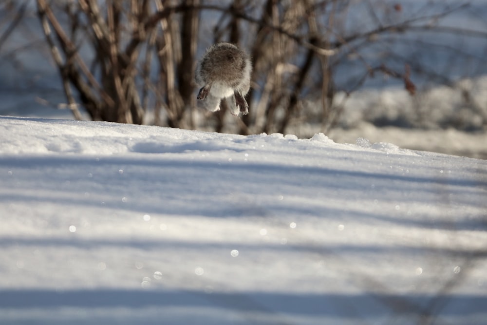 a small bird standing on top of a snow covered field