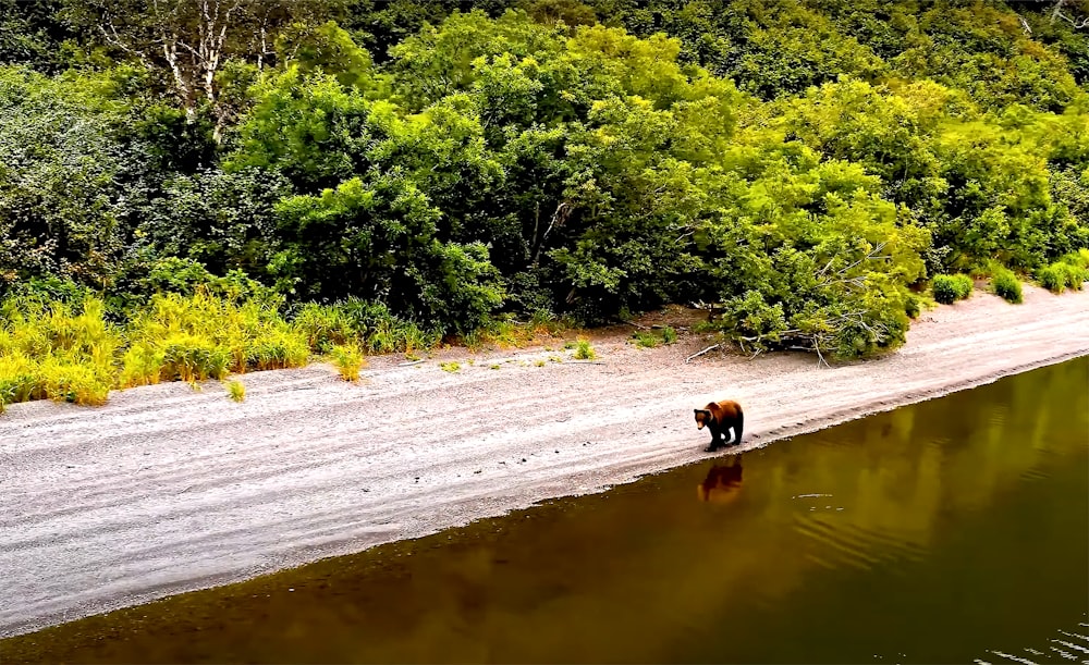 a bear is walking along the edge of the water