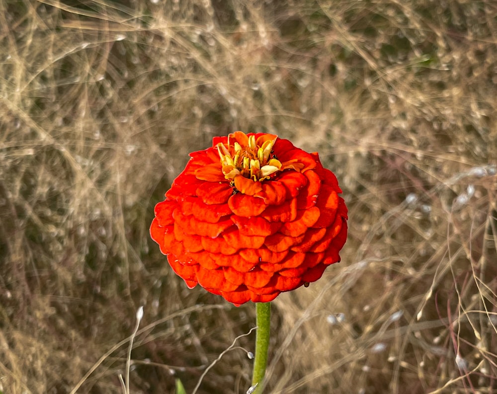 a red flower with a yellow center in a field