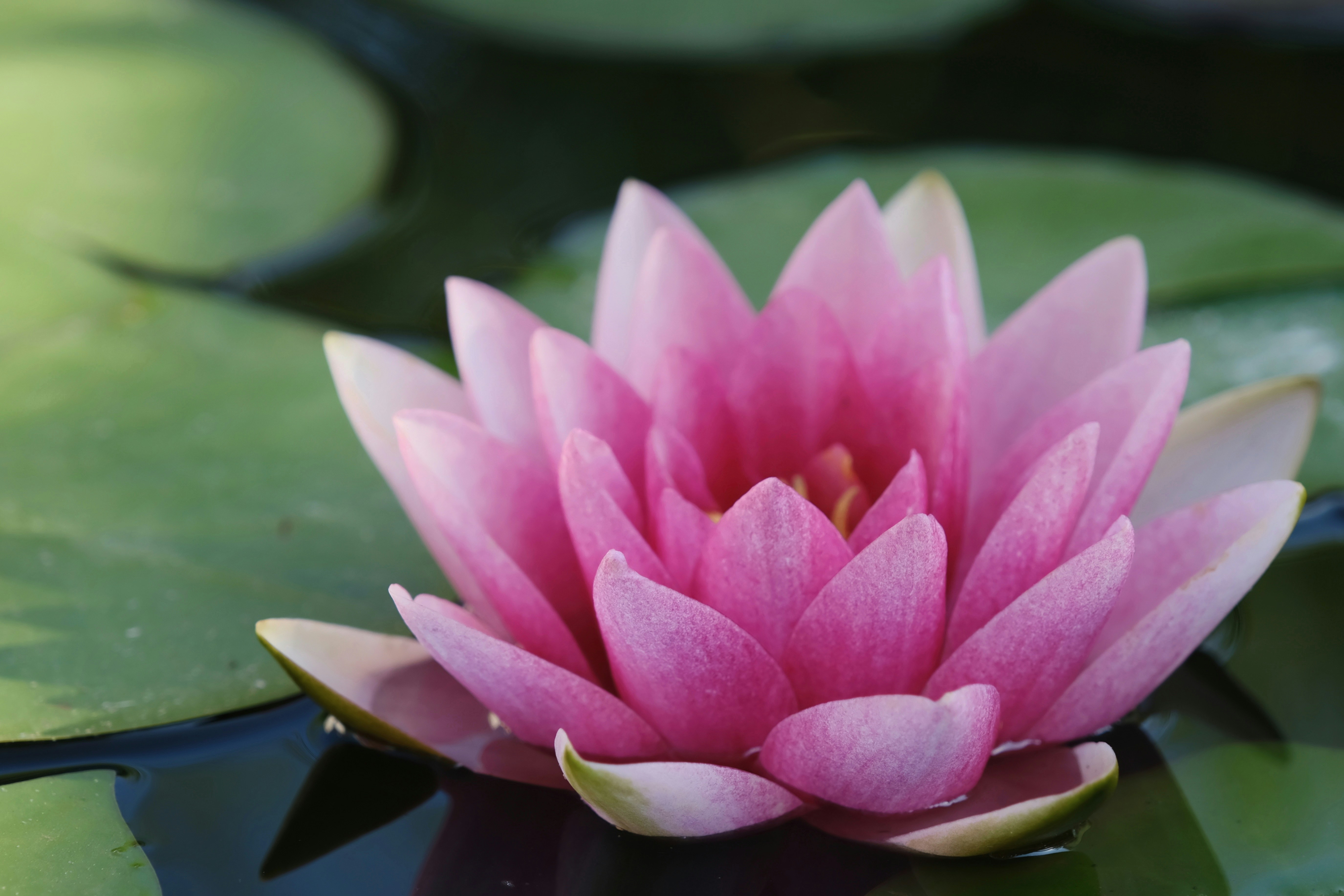 a pink water lily in a pond with lily pads