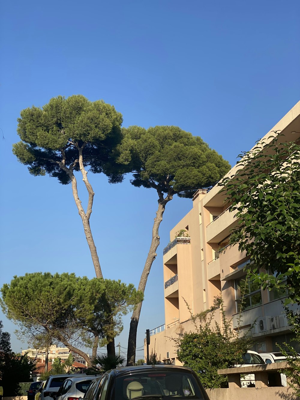 a car parked in front of a tall tree