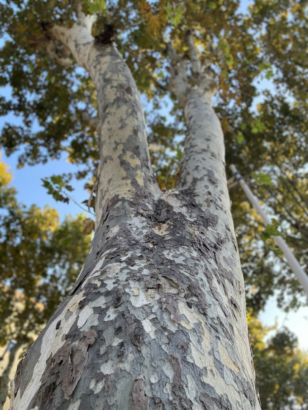 a close up of a tree with a sky background