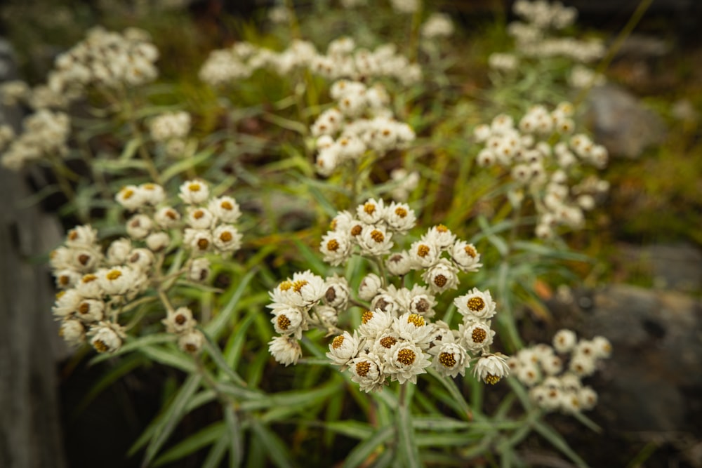 a close up of a bunch of white flowers