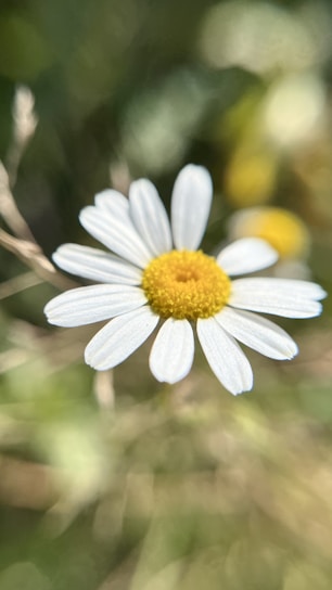 a close up of a flower with a blurry background