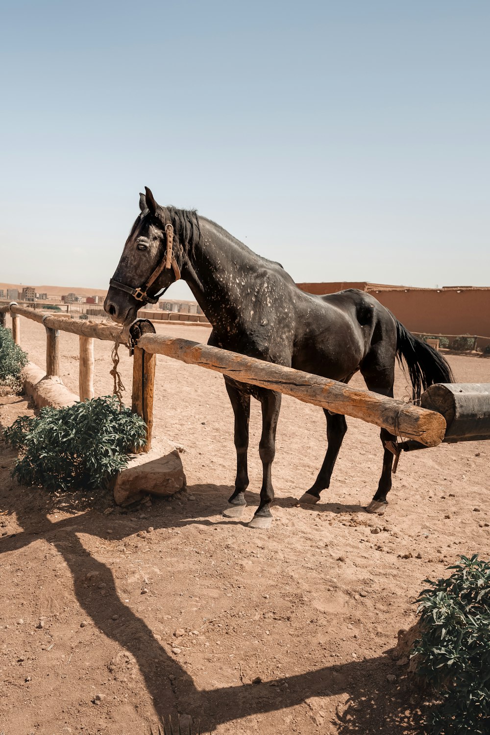 a black horse standing next to a wooden fence