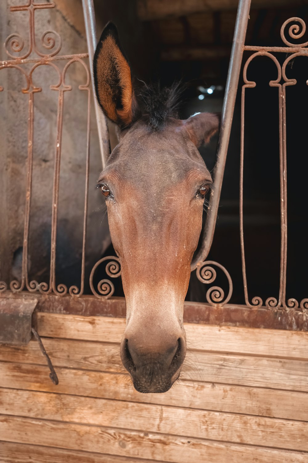 a horse sticking its head out of a stable