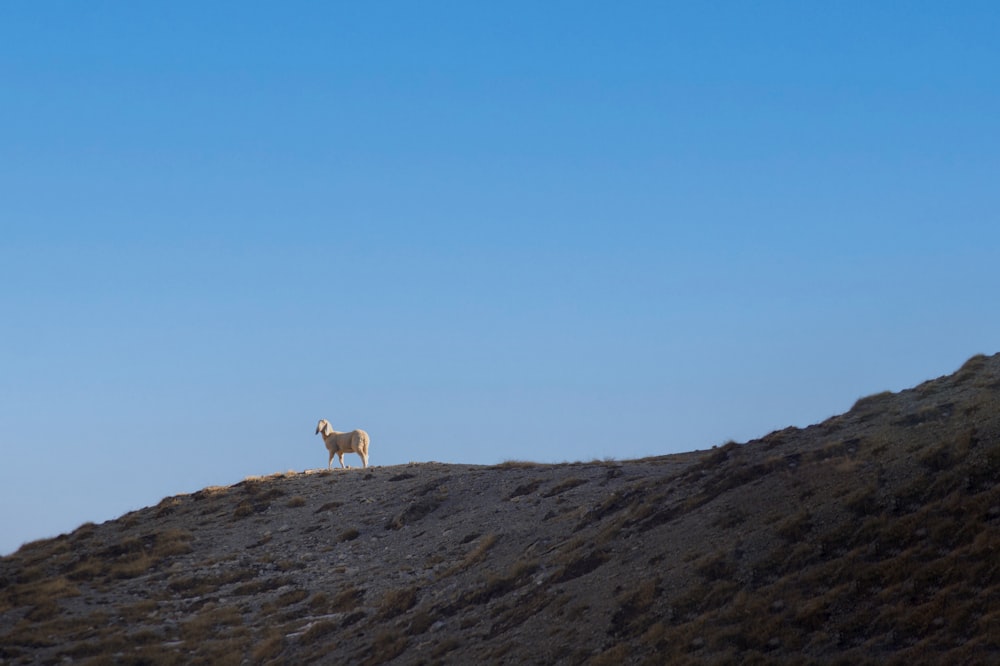une chèvre debout au sommet d’une colline